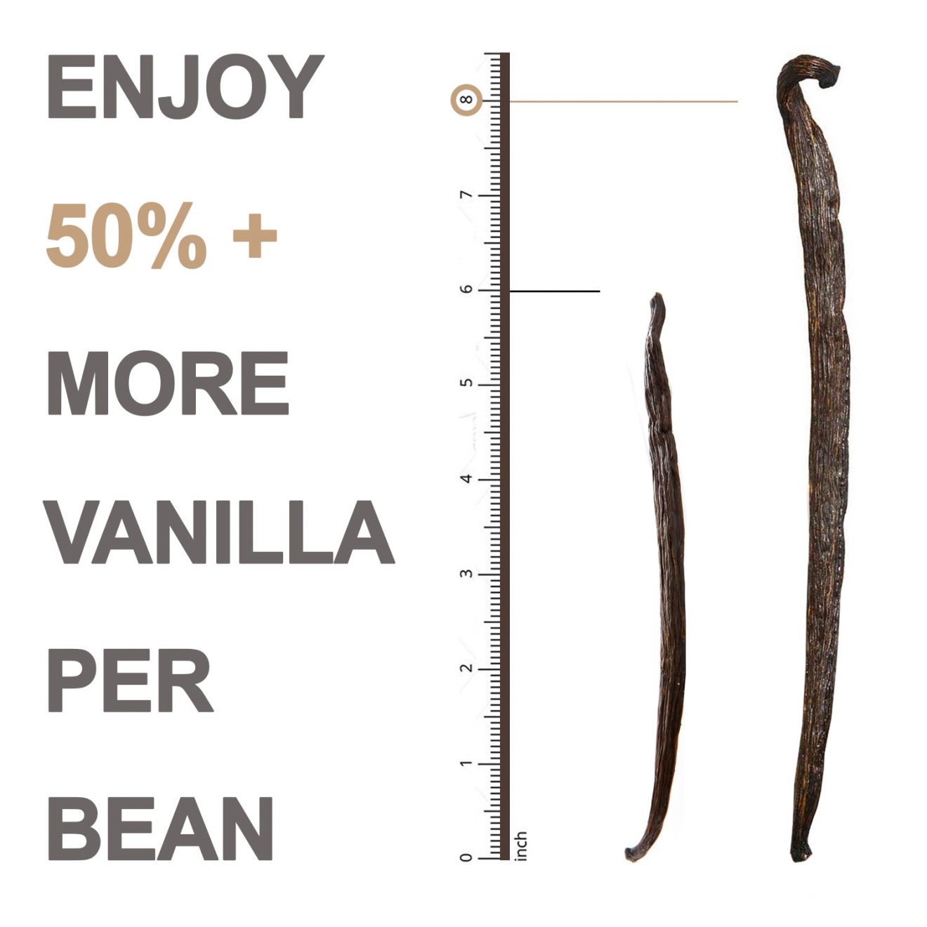 Organic Extra Large Vanilla Beans (Grade A1 Gourmet) 8″ Inches